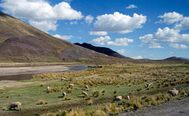 sheep grazing along road altiplano andes