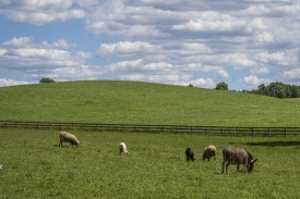sheep grazing on a farm