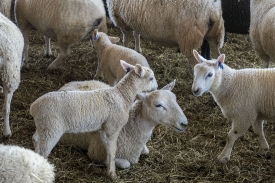 sheep on a farm in maryland