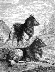 shepard dog illustration