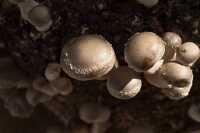 Shiitake mushroom growing on a substrate log 2