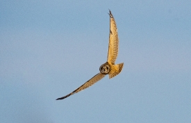 Short-eared owl flies