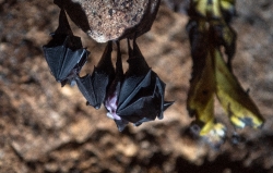 short-tailed-leaf-nosed-bat-photo-4152