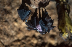 short-tailed-leaf-nosed-bat-photo-4155
