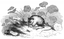 shrew mouse with cricket illustration