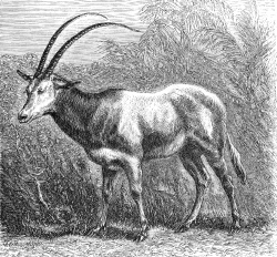 siaga antelope illustration