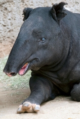 side view of tapir sitting shows open mouth