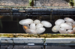 Silkworm Eggs at a Silk Factory, Shanghai China