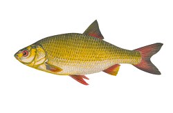 silvery yellow red red fish illustration clipart