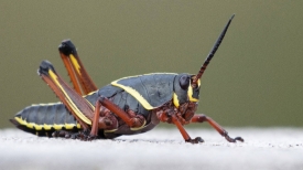 single Eastern lubber grasshopper