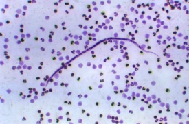 single filarial nematode