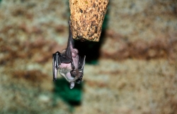 single fruit bat hanging upside down photo 3993A