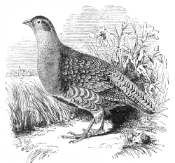 single grouseen graved bird illustration