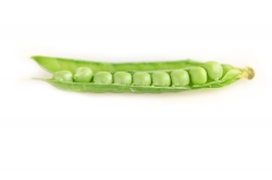 Single opened pea pod with individual  fresh peas photo