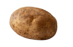 single potato with white background photo
