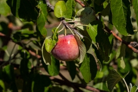 Single red apple growing on tree in orchard
