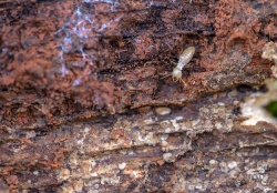 single termite looking for food