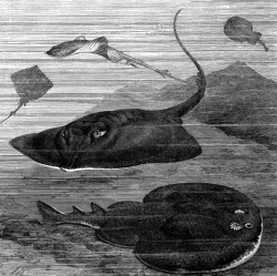 skates and electric eel bw animal illustration