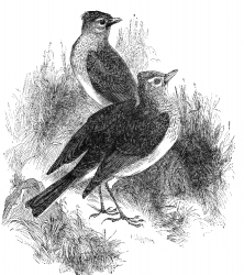 sky lark engraved bird illustration