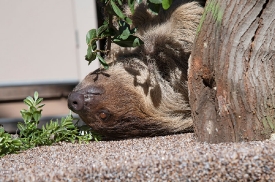 sloth animal side view