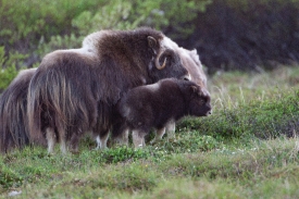 small muskox calf stands beside its parent
