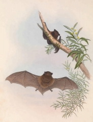 Small-footed bat color illustration