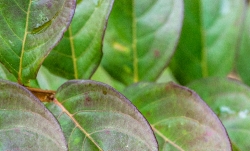 smooth pinnate plant leaves