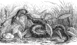 Snake and Eggs Illustration