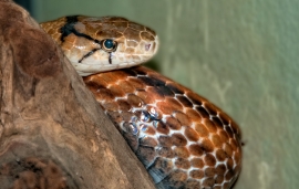 Snake at Bangkok Snake Farm 4610