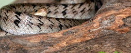 Snake at Bangkok Snake Farm 4619