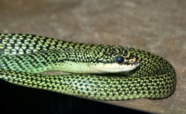 Snake at Bangkok Snake Farm 4624