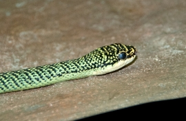 Snake at Bangkok Snake Farm 4625