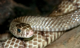 Snake at Bangkok Snake Farm 4639
