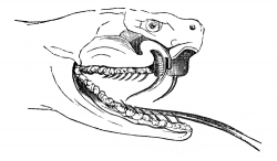 snake fang illustration