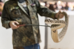 snake handler at the Rattlesnake Roundup