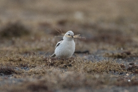 snow bunting with nest material