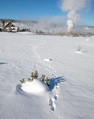 snow convered wolf tracks at Old Faithful Geyser