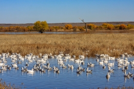 Snow Geese in Refuge wetland