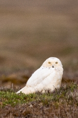 Snowy owl on the Arctic tundra