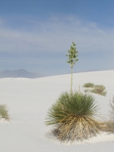 Soaptree Yucca white sands nm
