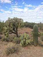 Sonoran Desert is home to many species of cactus