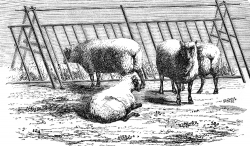 south down sheep illustration