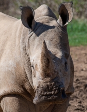 southern white rhinoceros photo 