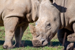 southern white rhinoceros photo