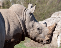 southern white rhinoceros photo
