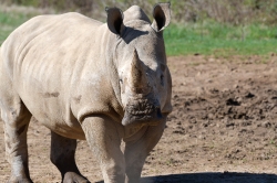 southern white rhinoceros photo 3695