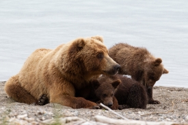 sow and cubs on shore