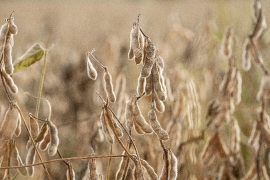 Sow beans growing in field in the sunlight