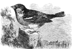 sparrow engraved bird illustration
