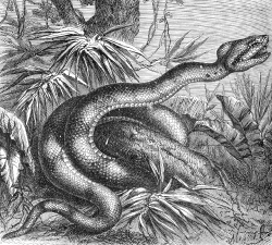 spearhead snake illustration